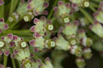 Green milkweed